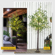 180cm Artificial Olive Tree shown indoors and in a covered outdoor area