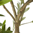 Apulia Artificial Olive Tree in White Pot – 200cm, branches and leaves detail