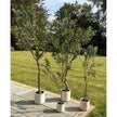 Apulia Artificial Olive Tree in White Pot – 200cm, row of olive trees in white pots on a patio