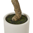 Apulia Artificial Olive Tree in White Pot – 200cm, gnarled trunk in the white pot
