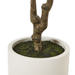 Base of the olive tree trunk in the white pot