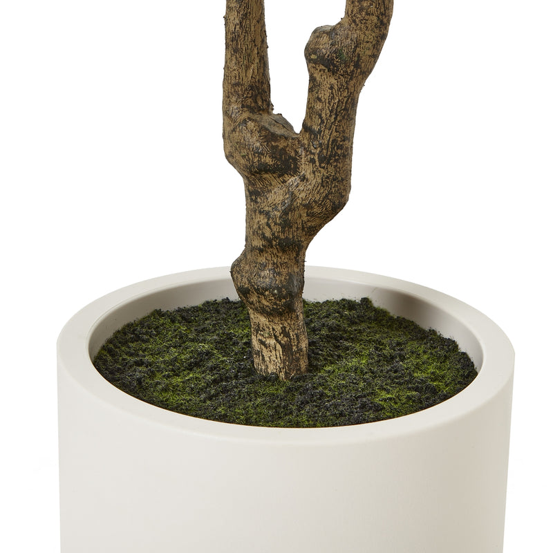 Base of the olive tree trunk in the white pot