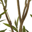 Close-up of the gnarled olive tree branches