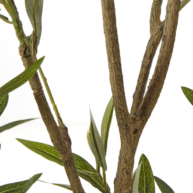 Close-up of the gnarled olive tree branches
