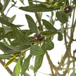 Close-up of olive leaves and small dark olives