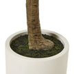 Base of the olive tree trunk in the white pot
