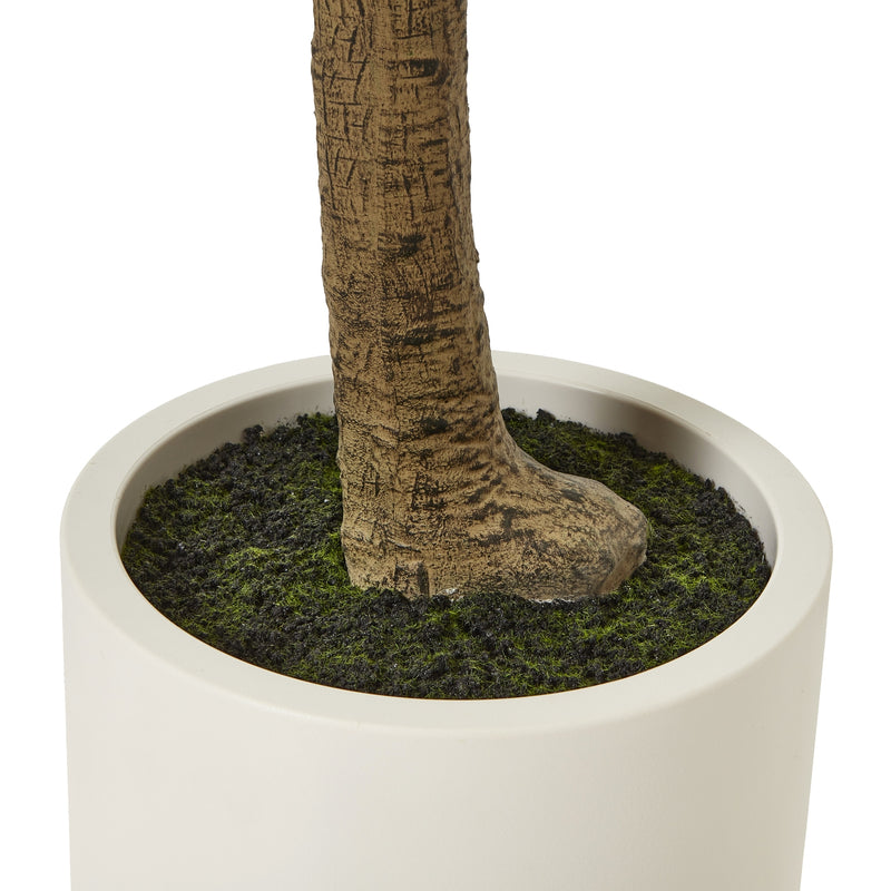 Base of the olive tree trunk in the white pot