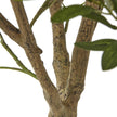 Close-up of the gnarled olive tree trunk and branches
