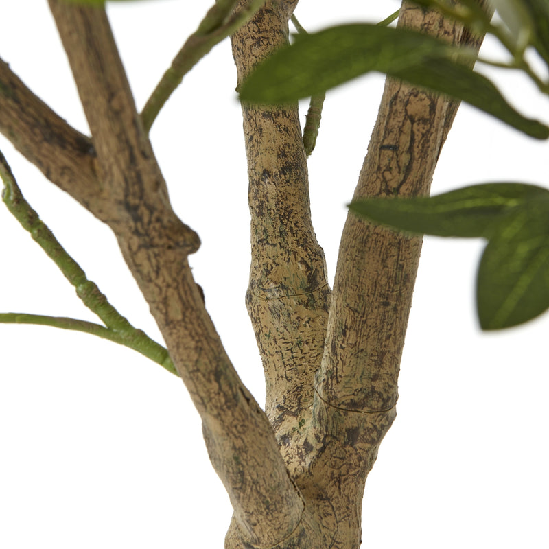 Close-up of the gnarled olive tree trunk and branches