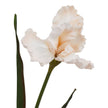 close-up of ruffled pale apricot iris petals