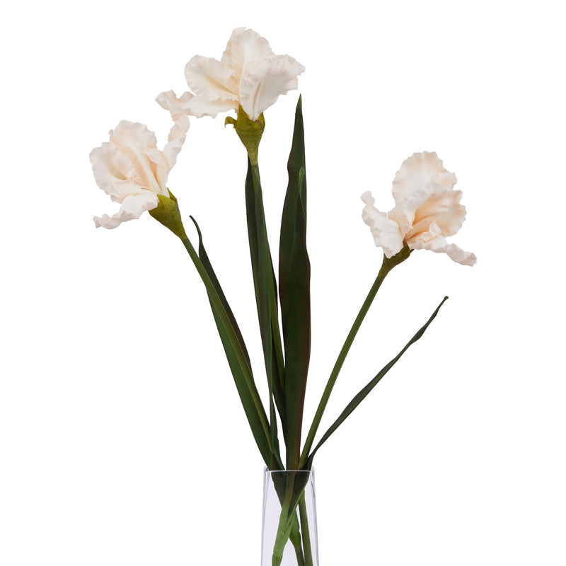 three apricot iris stems in a clear glass vase