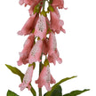 close-up of speckled pale pink foxglove bells