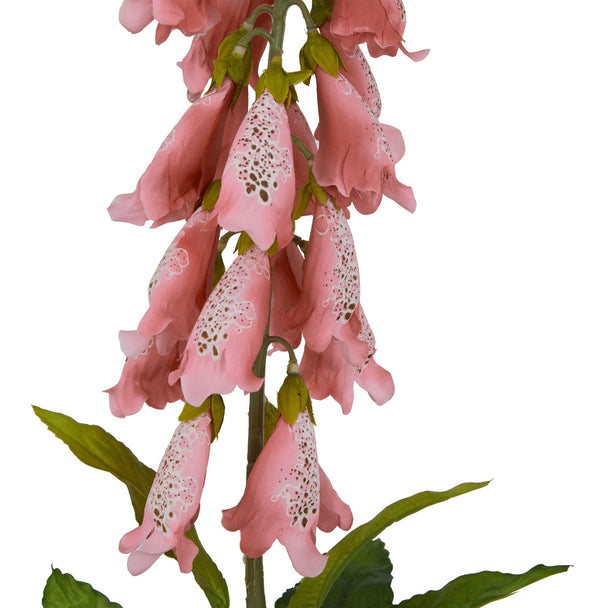 close-up of speckled pale pink foxglove bells