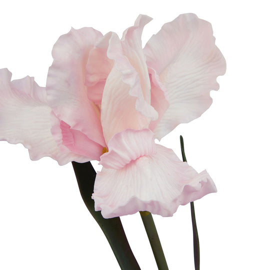 close-up of ruffled pale pink iris petals