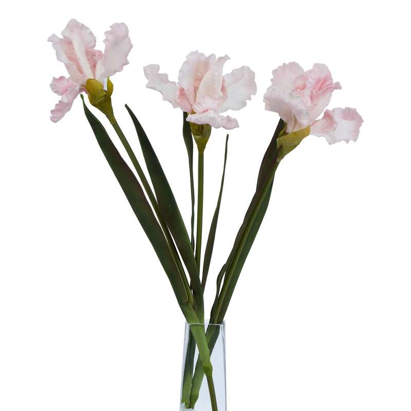 three pale pink iris stems in a clear glass vase