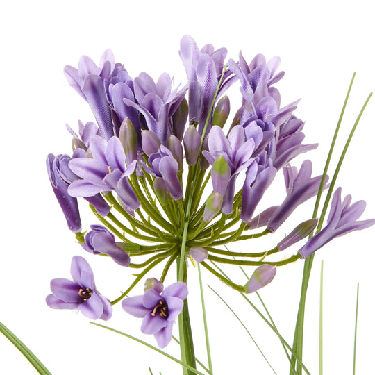close-up of purple agapanthus flower head