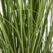 close-up of the long grass-like leaves