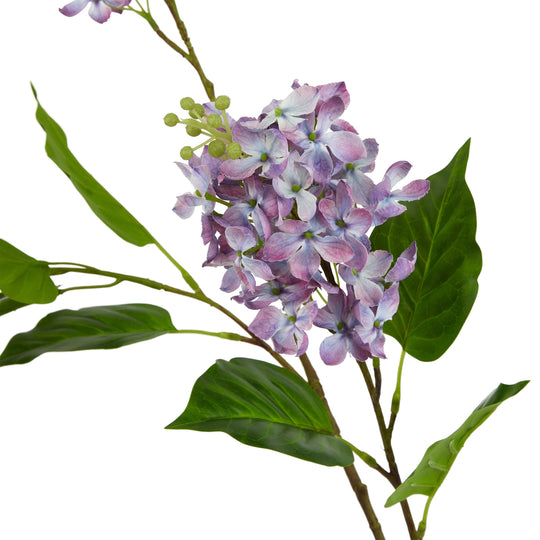 close-up of purple lilac flower clusters