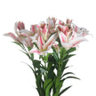 bunch of stargazer lily stems showing blooms and buds