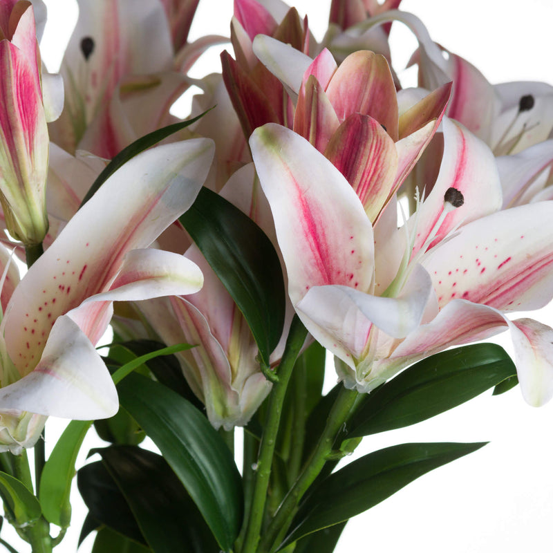 close-up of pink-flushed stargazer lily petals