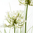 close-up of white agapanthus flower head