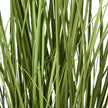 close-up of the long grass-like leaves