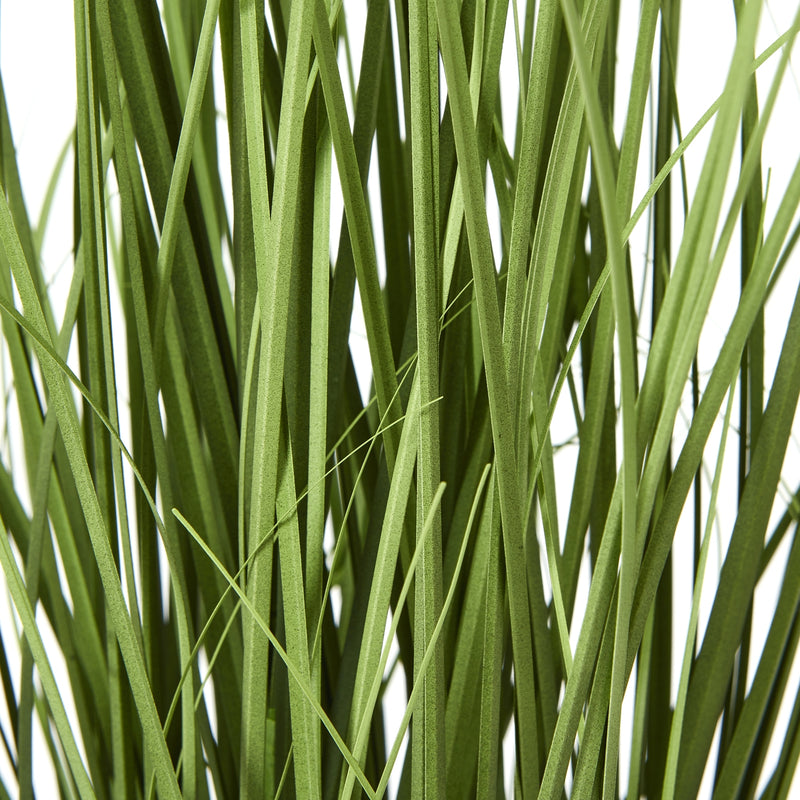 close-up of the long grass-like leaves