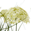 Close-up of a creamy-white allium flower head
