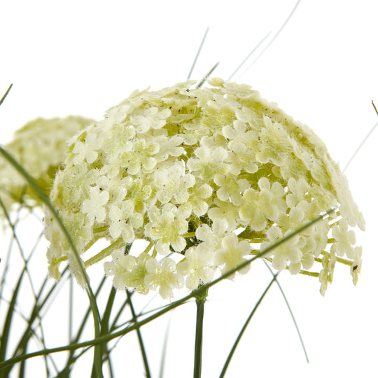 Close-up of a creamy-white allium flower head
