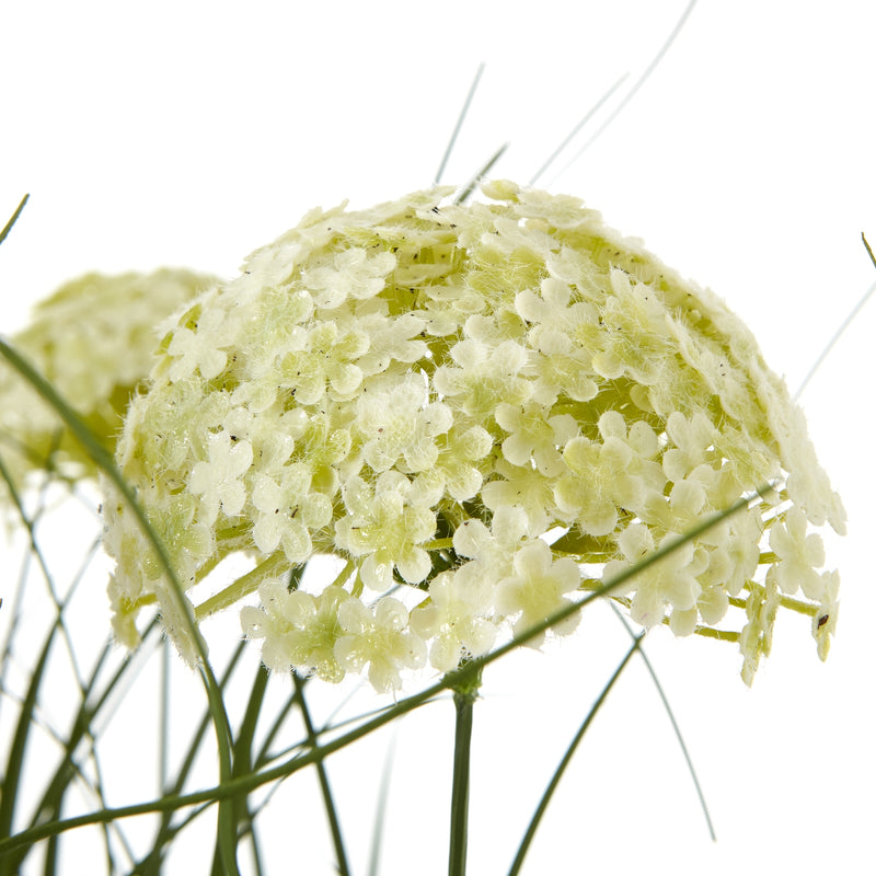Close-up of a creamy-white allium flower head