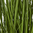 Close-up of the slender green stems