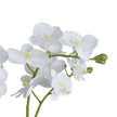 Close-up of white orchid blooms and buds