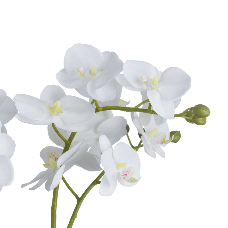 Close-up of white orchid blooms and buds