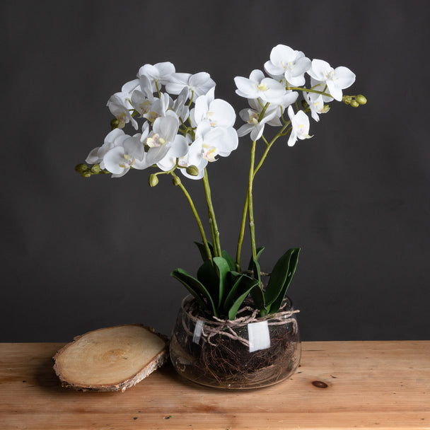 White orchid in a glass pot on a wooden table