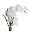Close-up of white orchid blooms and dark twigs