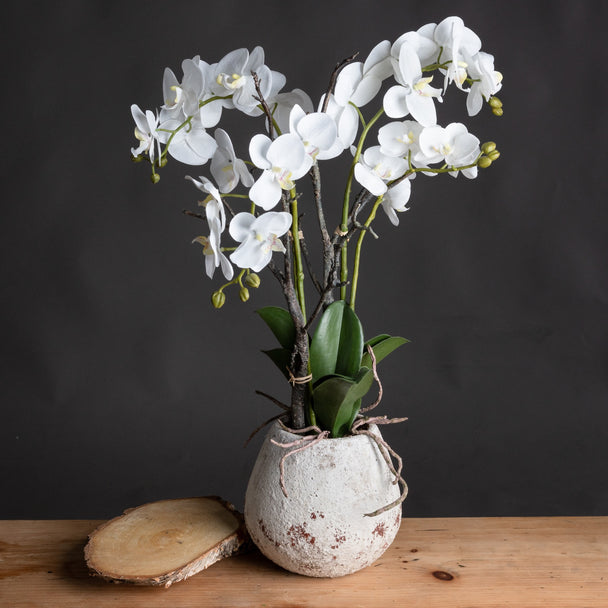 White orchid in a stoneware pot on a wooden table