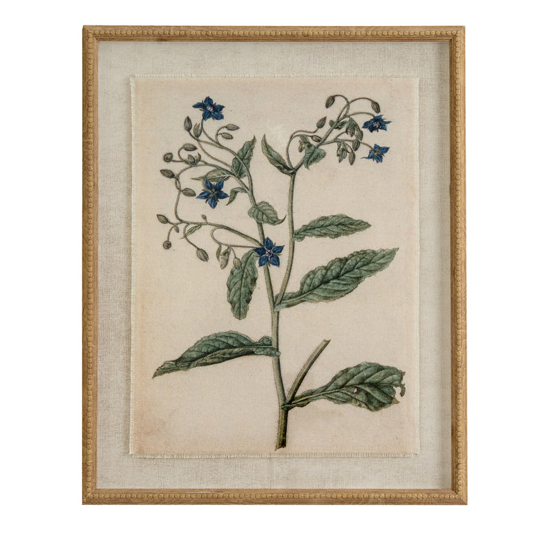 Borage botanical print on linen in a beaded wood frame, front view