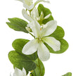 close-up of a cream Bauhinia bloom and leaves