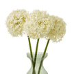 three cream allium stems in a glass vase