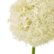 close-up of the cream allium flower head