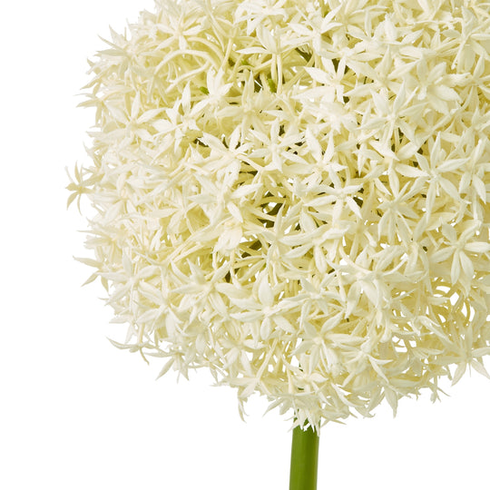 close-up of the cream allium flower head