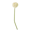 cream giant allium artificial stem