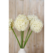 cream allium heads close-up in a white vase