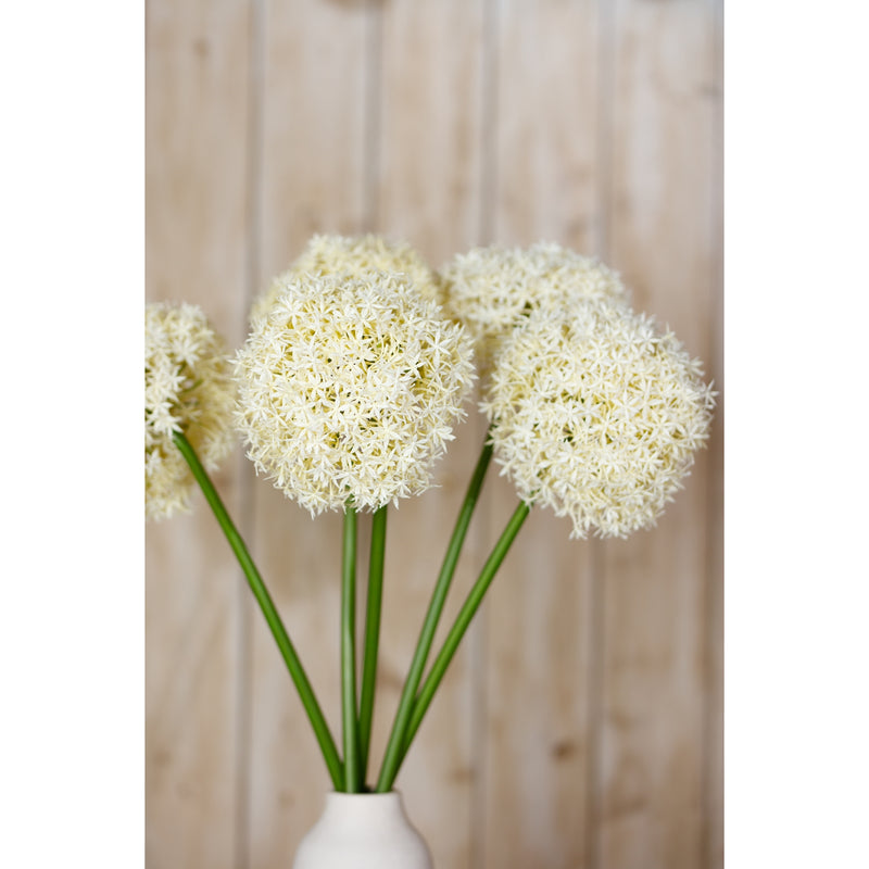 cream allium heads close-up in a white vase