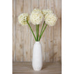 cream alliums in a tall white vase against a wooden wall