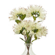 cream Protea nitida sprays in a glass vase