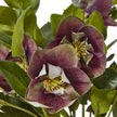 close-up of a deep plum hellebore bloom