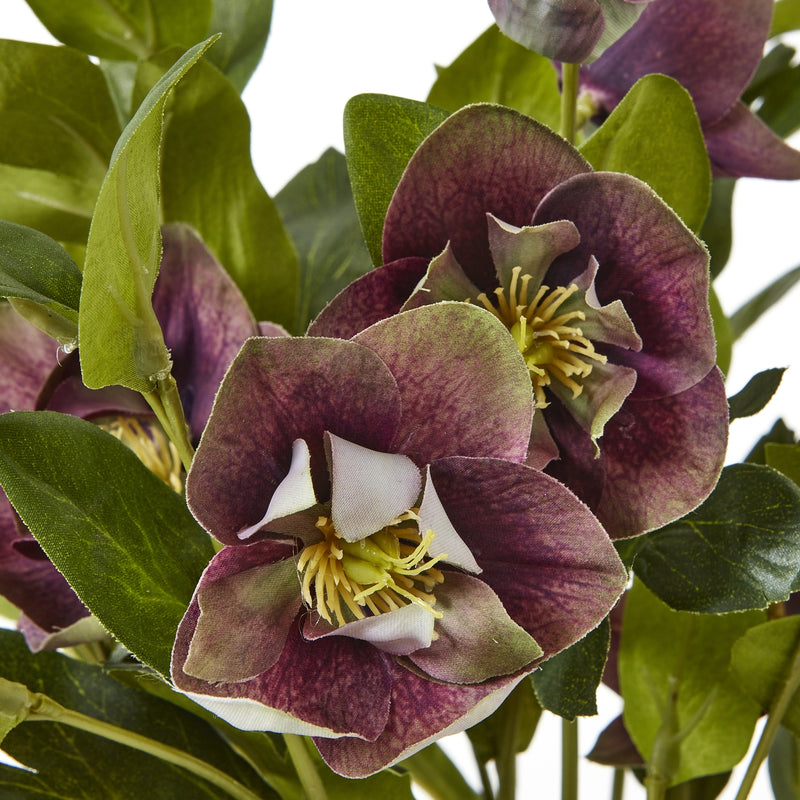close-up of a deep plum hellebore bloom