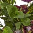 close-up of hellebore leaves and buds