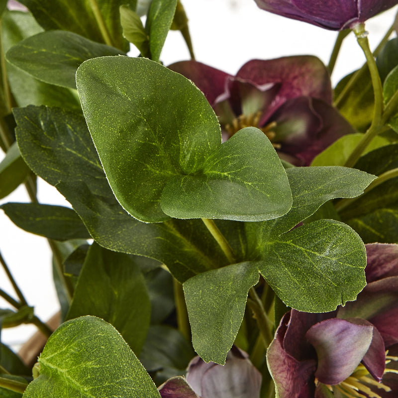 close-up of hellebore leaves and buds